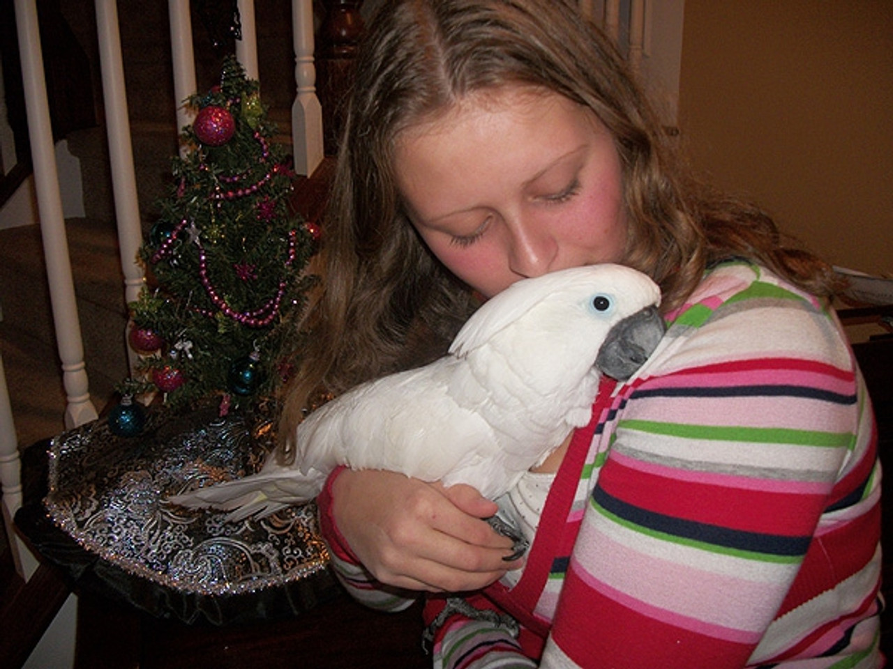 Sweet and Cuddly Eli, the Umbrella Cockatoo